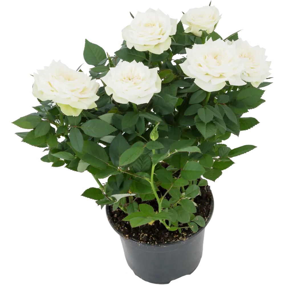 Santreyd Роза Кордана микс - миниатюрное украшение для дома и сада 82895031 STLM-0037686 - Вид №7