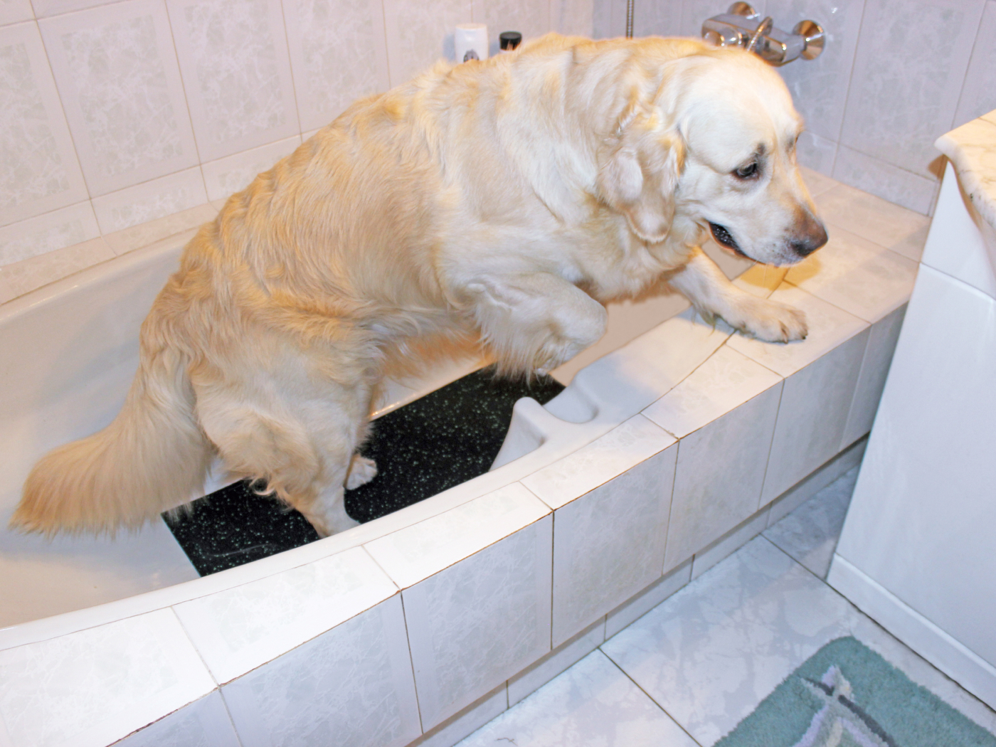 8.4.4.ADW.Bg Коврик для мытья собак Alegria dog washer  - Вид №3