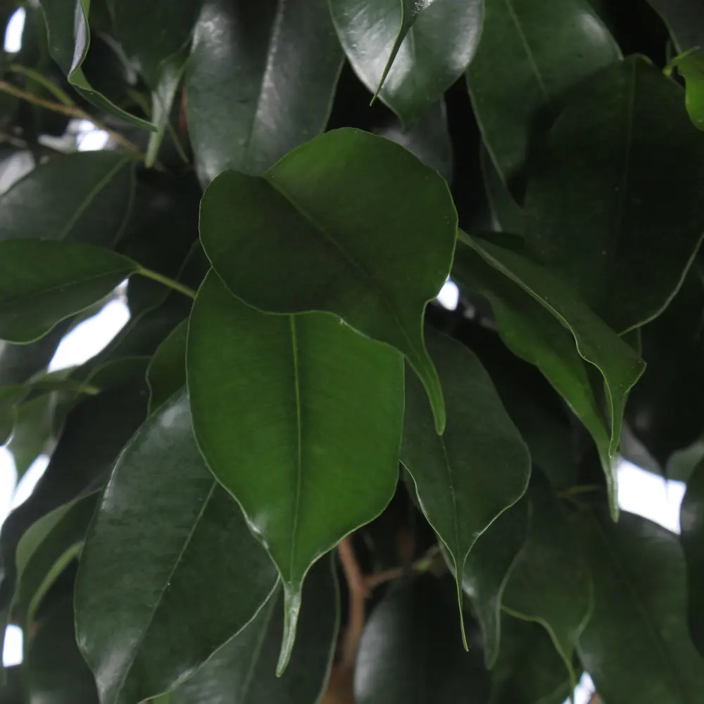 Фикус Бенджамина «Даниеле» от Santreyd — элегантное украшение интерьера 82046447 STLM-0018331 - Вид №1