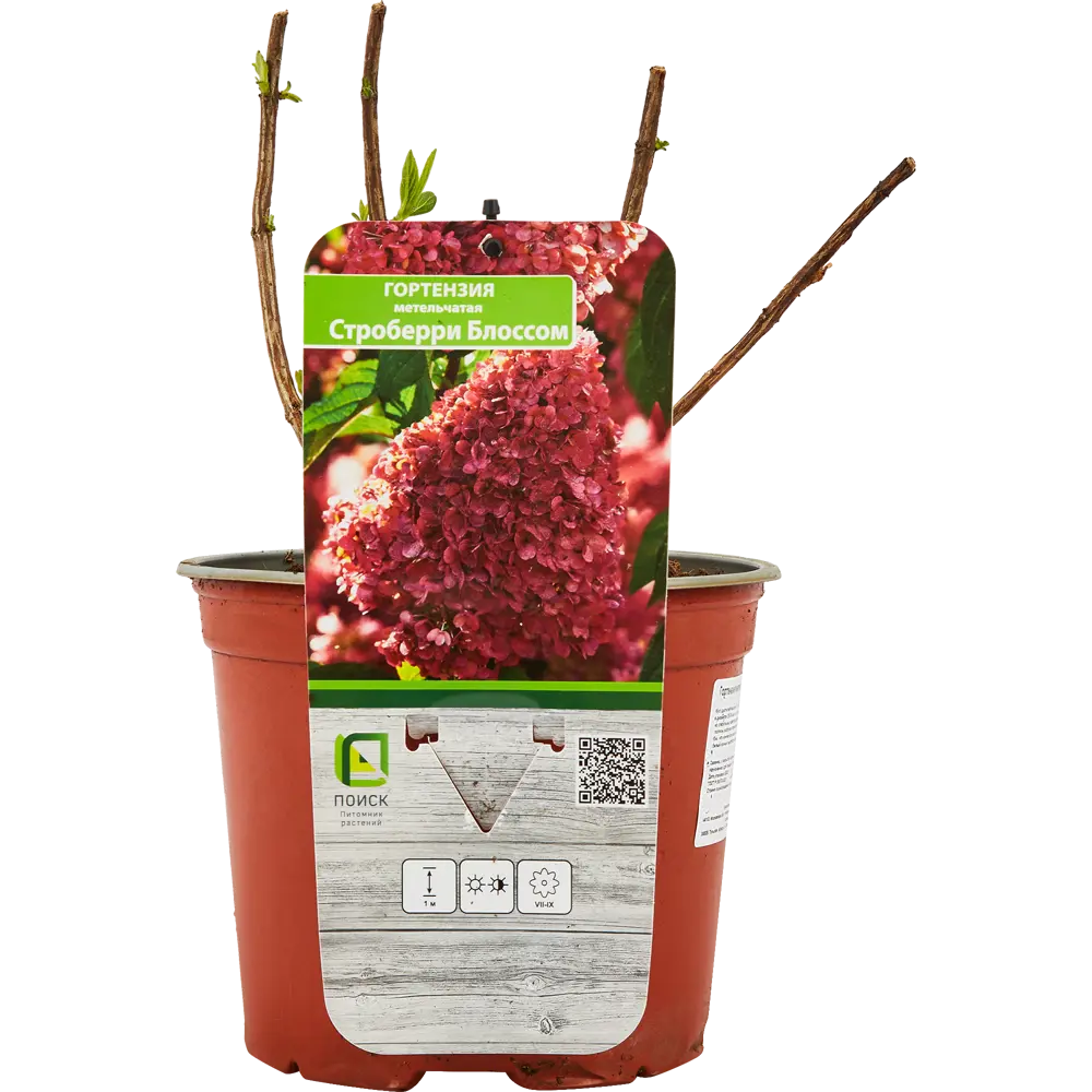 Гортензия метельчатая Santreyd - пышный кустарник с крупными соцветиями 82703595 STLM-0034459