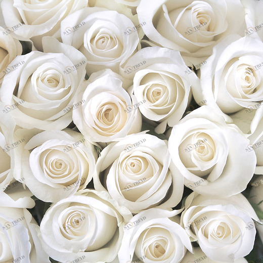 B2-091 Фотообои DIVINO Collection B 2.7х3 м B2091