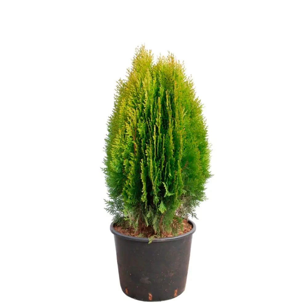 Плосковеточник Ауреа Нана ø19 h30 - 40 см 87691158 STLM-2092652 PLANTMARKET 