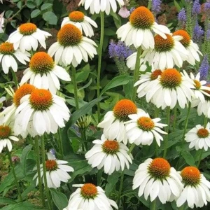 Эхинацея «Purpurea White Swan I» 13064943 STLM-2023860
