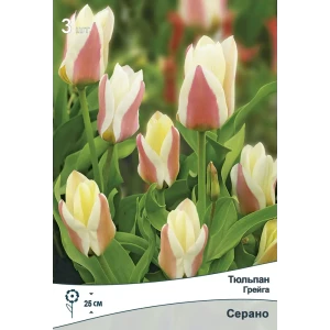 Тюльпан Грейга Серано ПОИСК - луковицы для изысканного сада 89381354