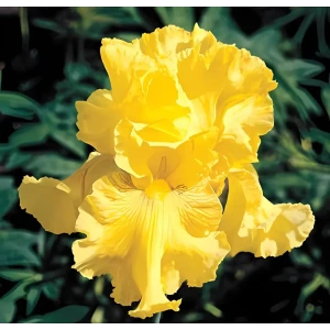 Ирис бородатый Голден Эппл - корневище многолетнего цветущего растения 89433494