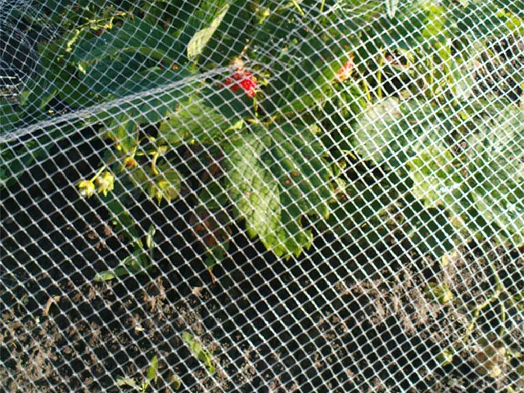 Сетка от птиц 2*5 м ГеоПластБорд GPBST-181 - Вид №3