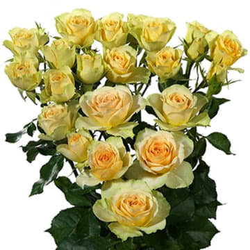 Роза тр бандолеро 70 см Santreyd 24679 - Вид №1