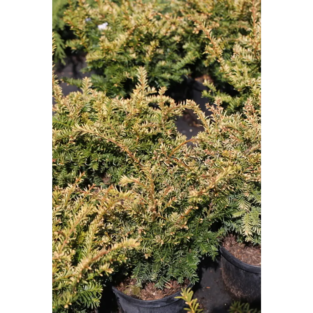 Тис ягодный Элегантисима ø15 h35 см 84834836 STLM-2105308 PLANTMARKET 