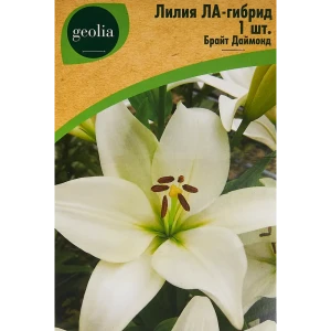Лилия Geolia ла-гибрид Брайт Даймонд