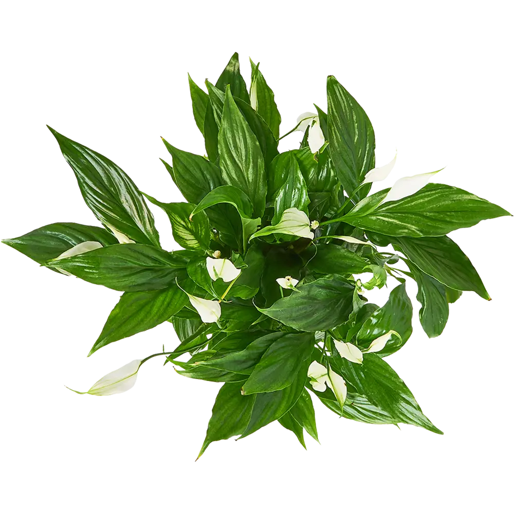 Santreyd Спатифиллум — изящное комнатное растение с белыми цветами 85324985 STLM-0061542 - Вид №2