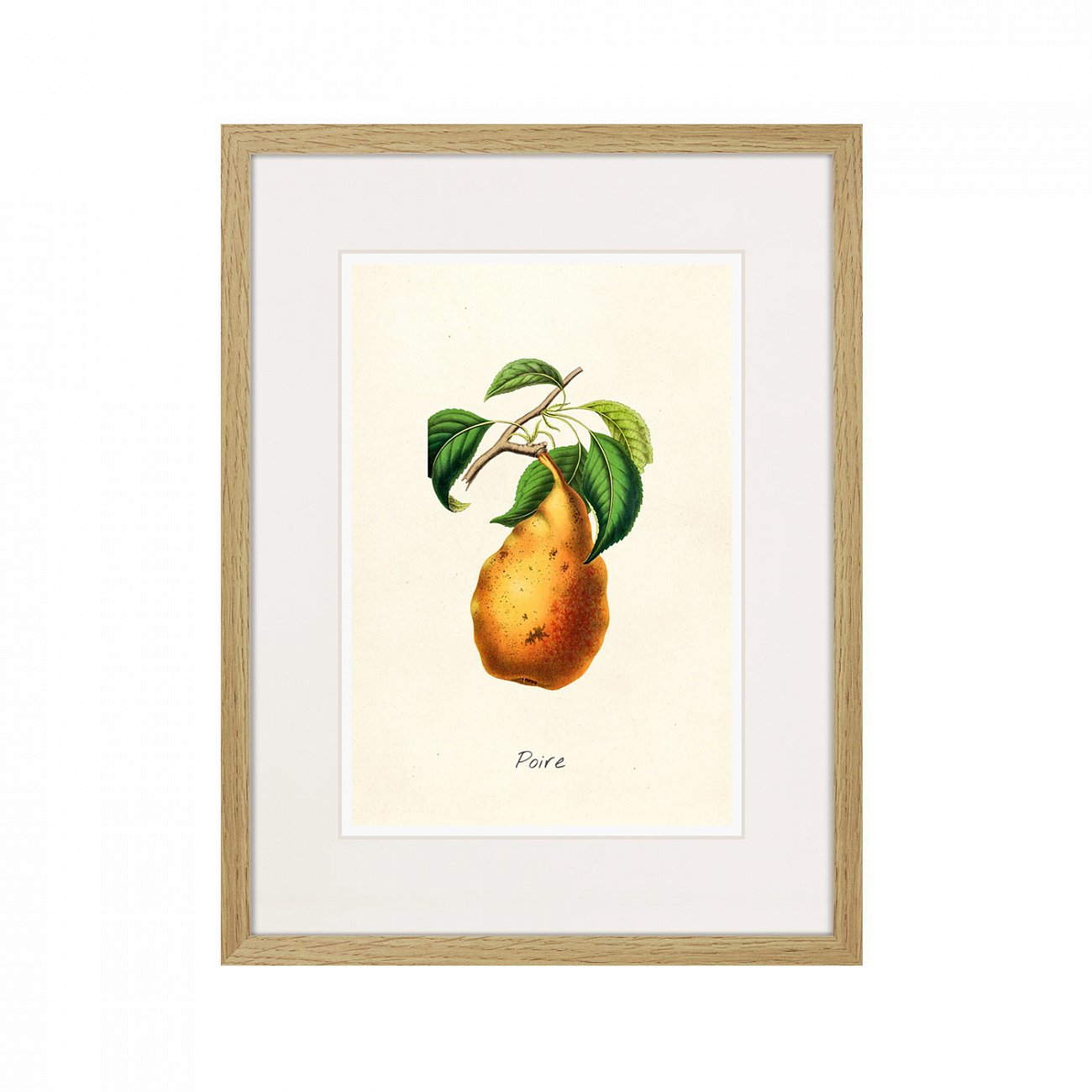 Литография на тонированной бумаге 42х32 см Botany illustration №18, 1836г. КАРТИНЫ В КВАРТИРУ  264503 Бежевый;белый;желтый;разноцветный  - Вид №1