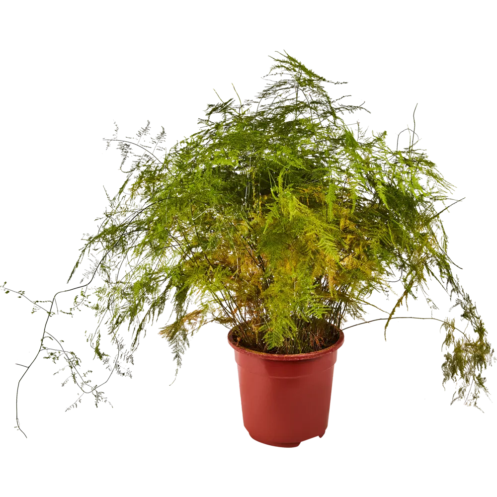 Аспарагус Сетацеус Santreyd - комнатное растение для уютного интерьера 85062703 STLM-0952235 - Вид №1