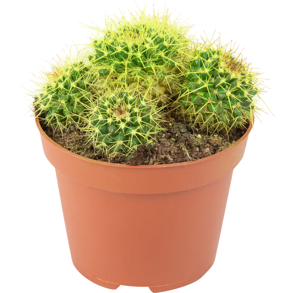 Santreyd Кактус Радуга — яркий суккулент для интерьера 85062777 STLM-0058111