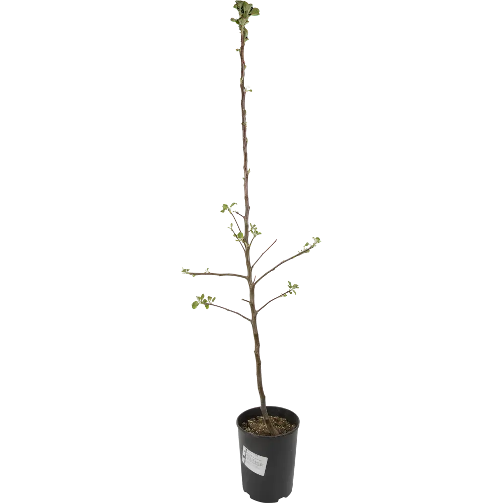 Яблоня «Штрейфлинг» 2 года 22x80 см 82625428 STLM-2149192 PLANTMARKET  - Вид №1