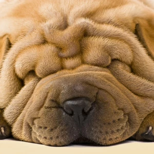 C1-082 Фотообои DIVINO Collection C 2.38х3 м