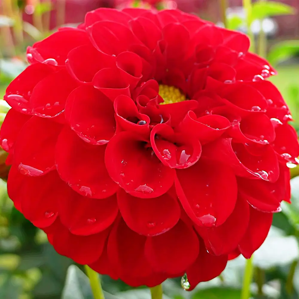 Георгина «Red II» 14375680 STLM-2148882 GEOLIA 