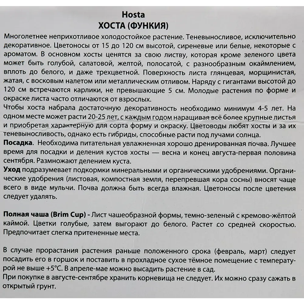 Хоста Брим Кап от Santreyd - многолетник с кремовой каймой 82319594 STLM-0962856 - Вид №2