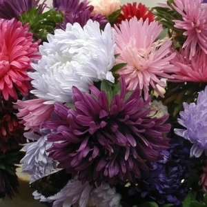 САДОК Астра срезочная смесь для букетов и клумб 18580613