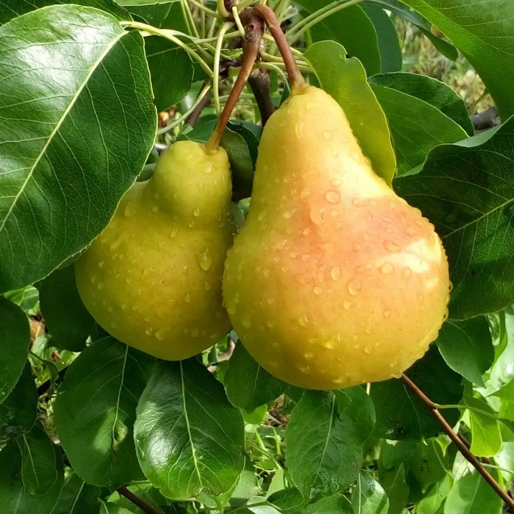 Santreyd Груша осенняя с пирамидальной кроной для компактных садов 18016086