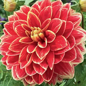 Георгина «Caballero I»