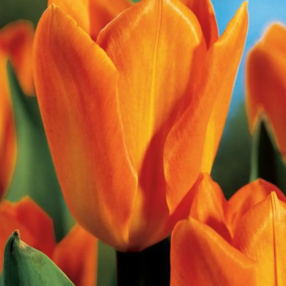 Тюльпан Orange Emperor GEOLIA 11/12 10/9 18659057 STLM-2112105 