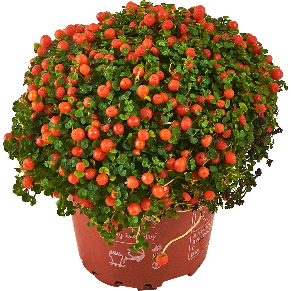 Santreyd Нертера Гранадензис Астрид - живой ковер с алыми ягодами 87819689 STLM-0075887