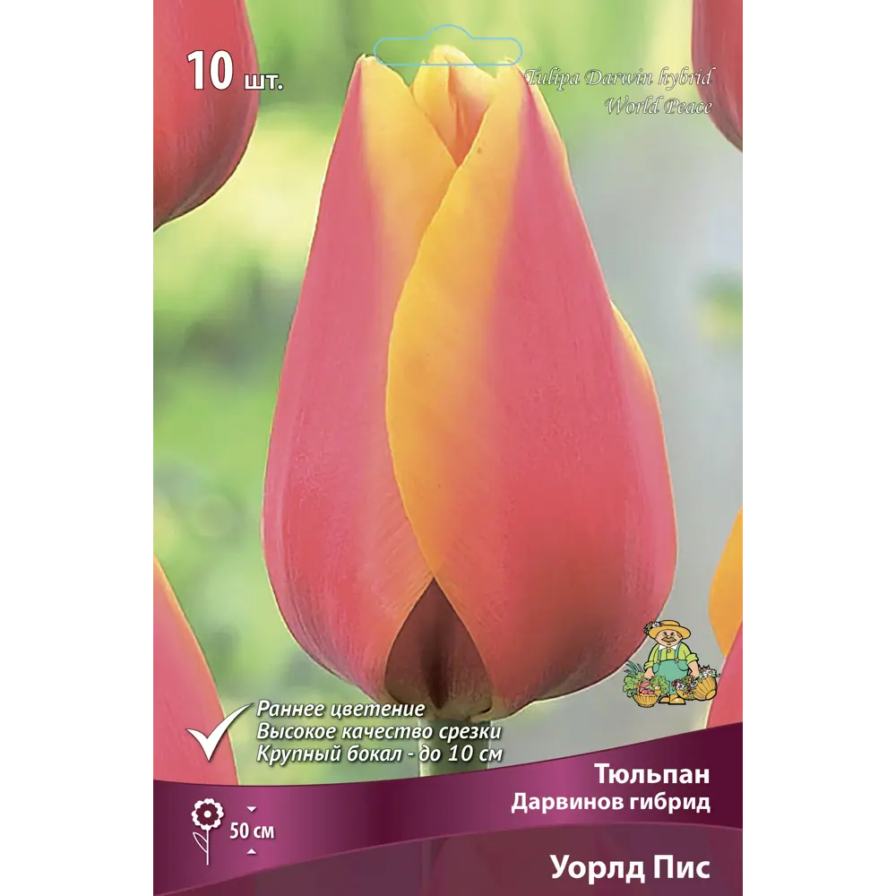 Тюльпан Дарвинов гибрид Уорлд Пис, 10 шт ПОИСК STLM-2042706
