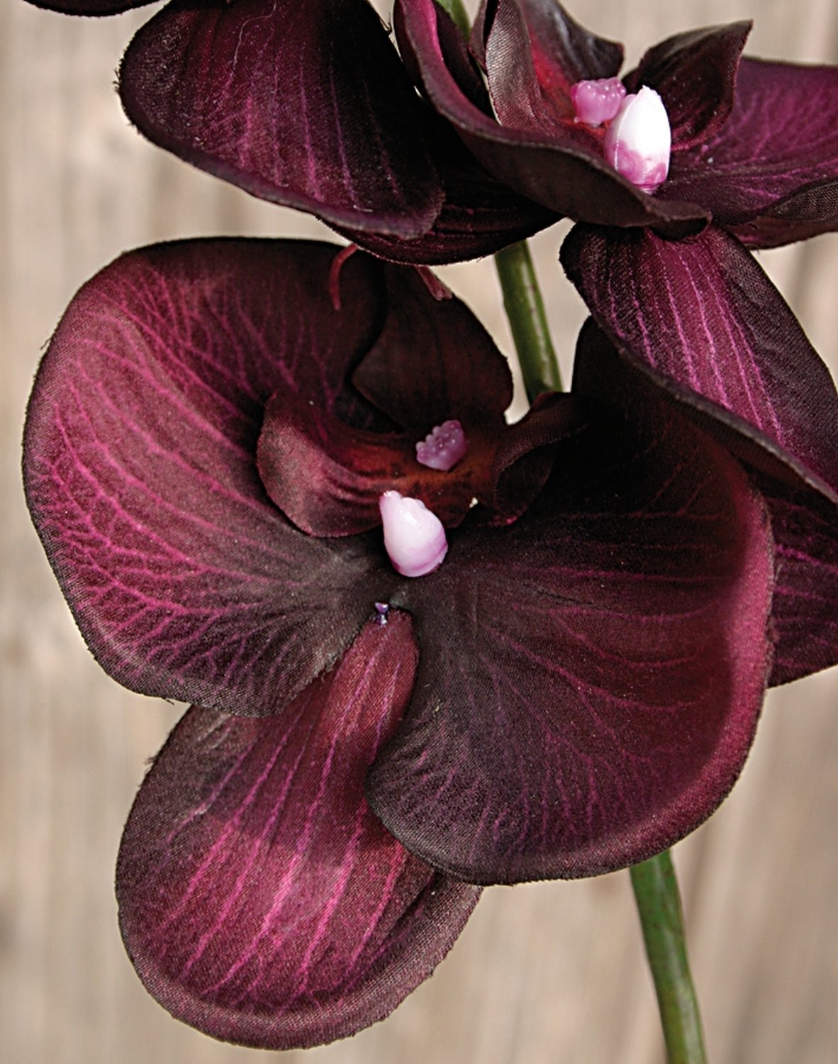 2423 299 a2 Искусственная орхидея Phalaenopsis, 92см, антично-темно-пурпурная H-andreas  - Вид №1