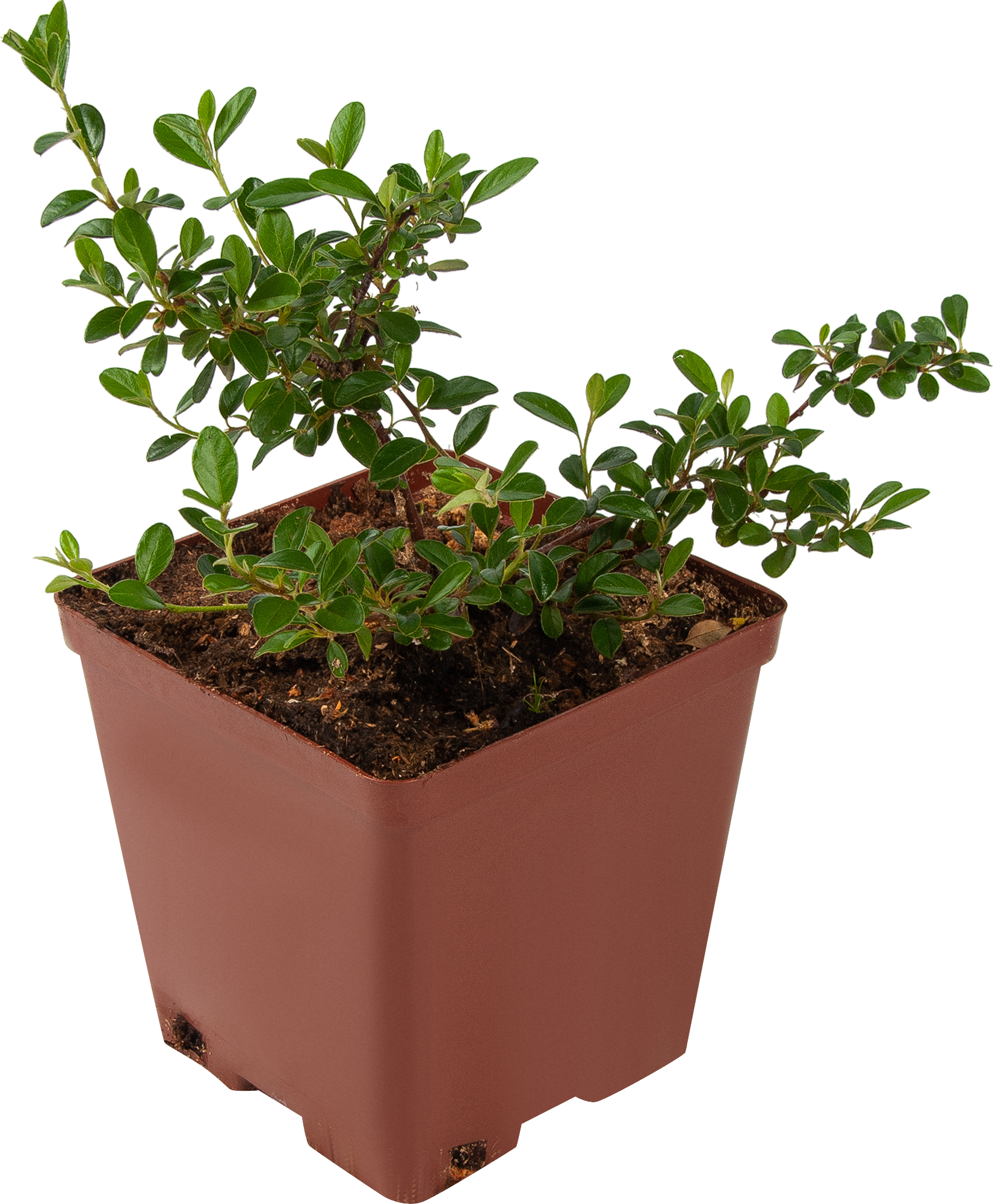 Кизильник Даммера Santreyd - вечнозеленый почвопокровный кустарник 82595248 STLM-0030955 - Вид №1