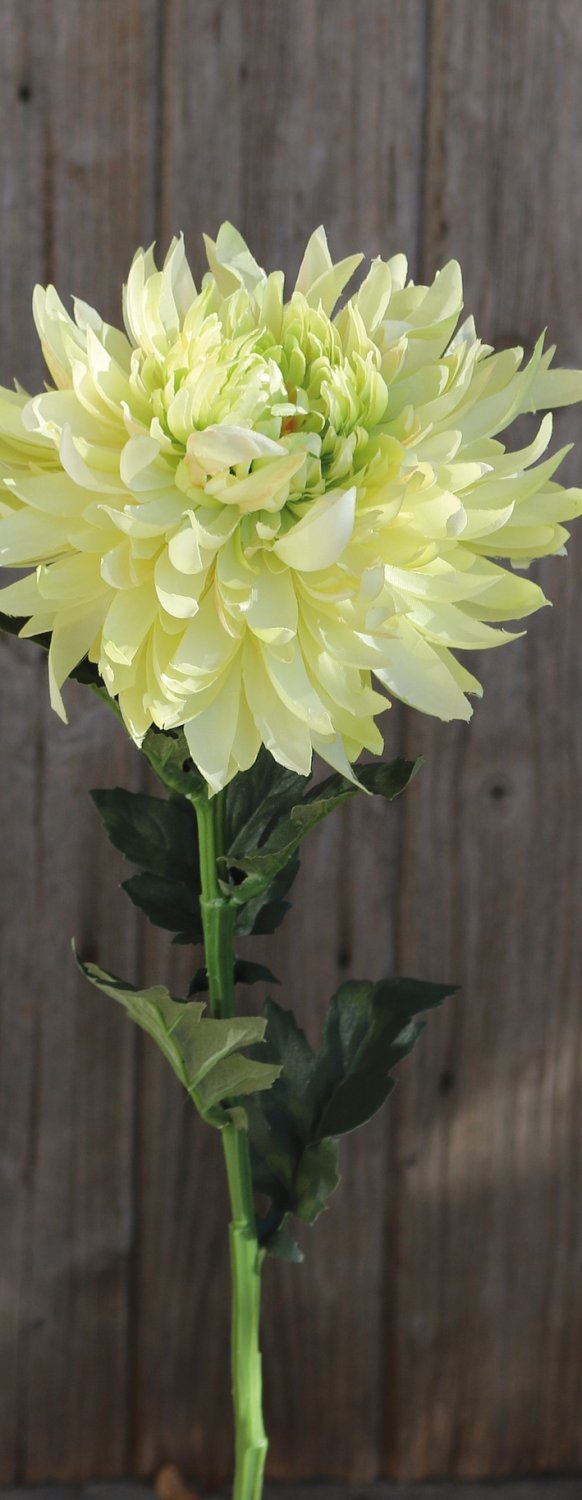 3411 788 a3 Хризантема пластиковая, 62 см, бежево-зеленая H-andreas  - Вид №4