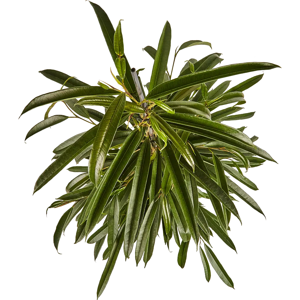 Santreyd Фикус Бенджамина Али — изящное дерево для вашего интерьера 82877337 STLM-0950724 - Вид №1