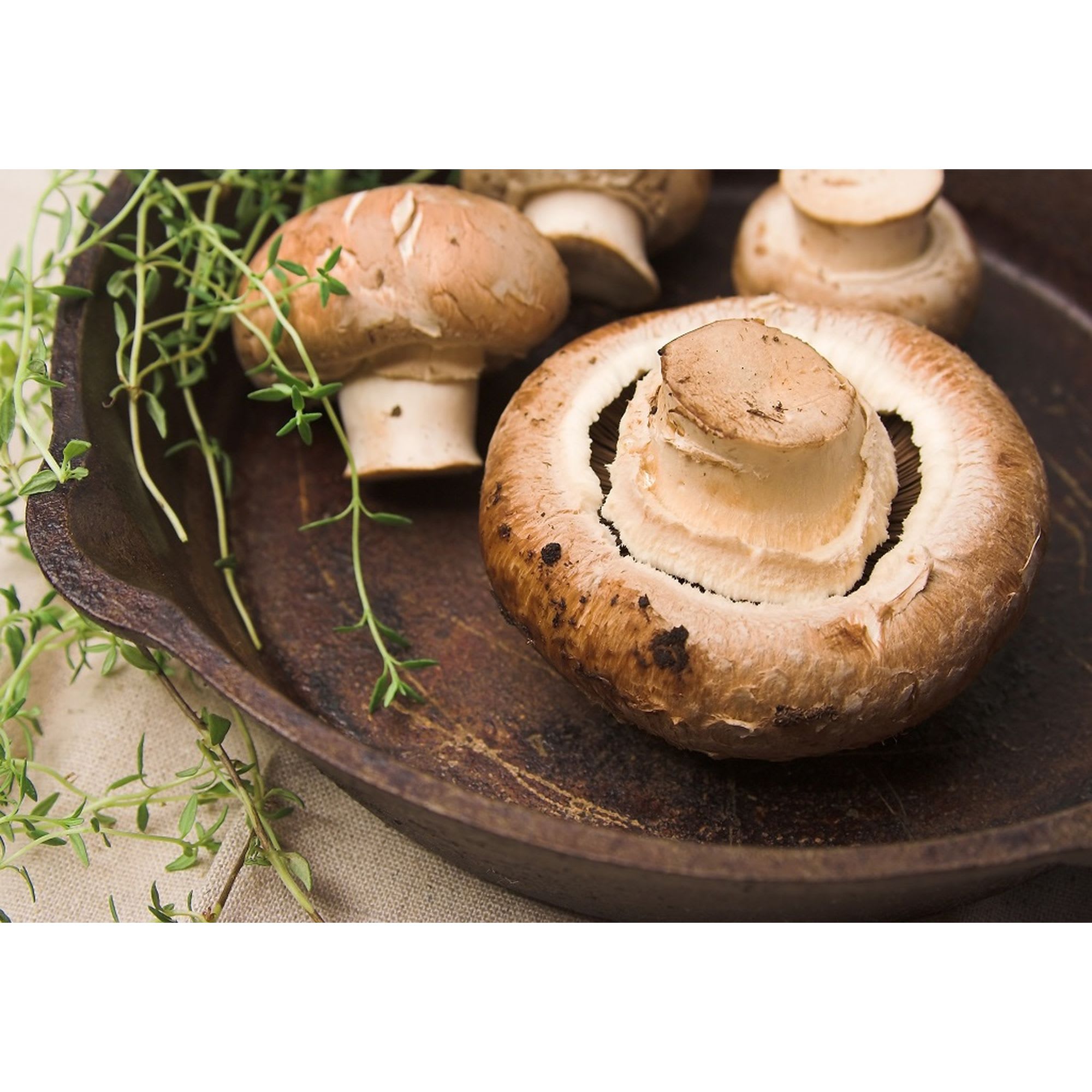 18849150 Картина на холсте «Шампиньоны» 30х40 см Santreyd 