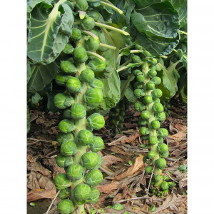 86646525 Капуста брюссельская микс h10 см 6 шт.