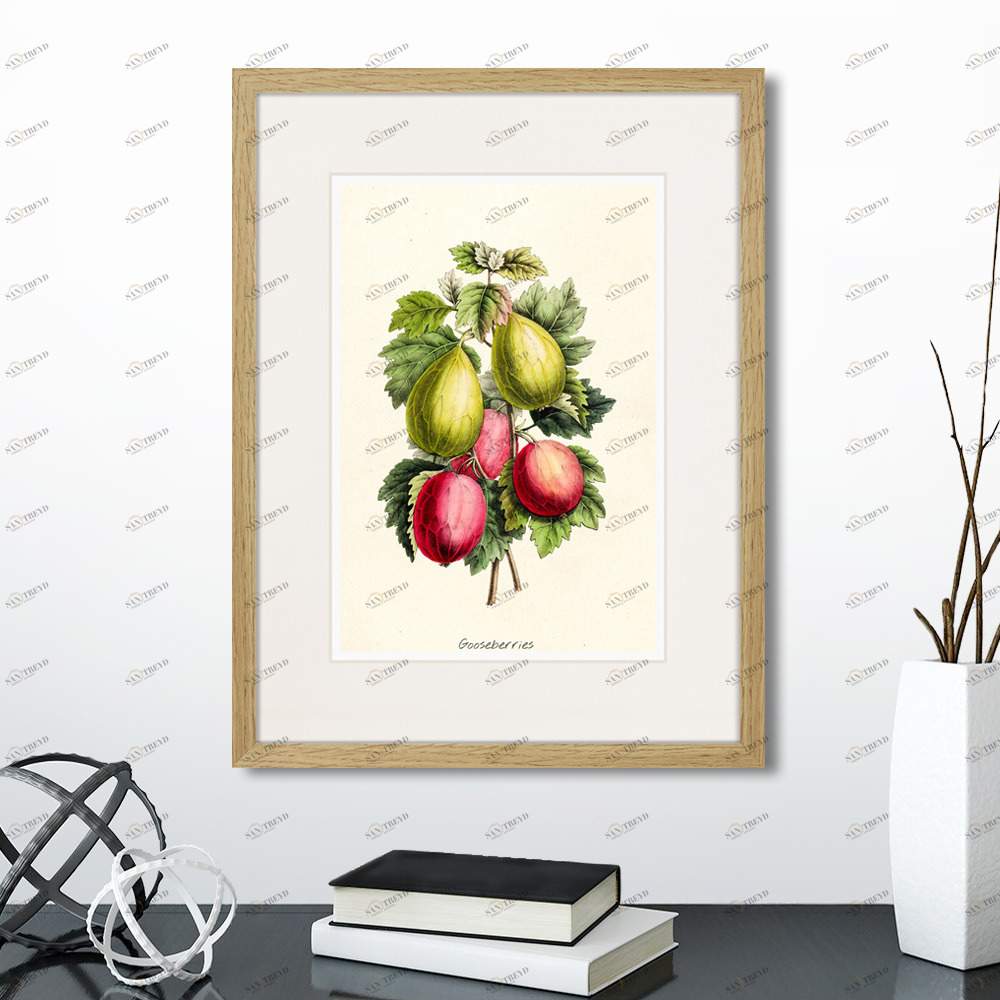 Картина в раме 32х42 см Botany illustration №20, 1836г. КАРТИНЫ В КВАРТИРУ  264497 Желтый;зеленый;красный;разноцветный 