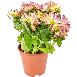 Хризантема Маргарита микс ø13 h25 см 82914938 STLM-2023069