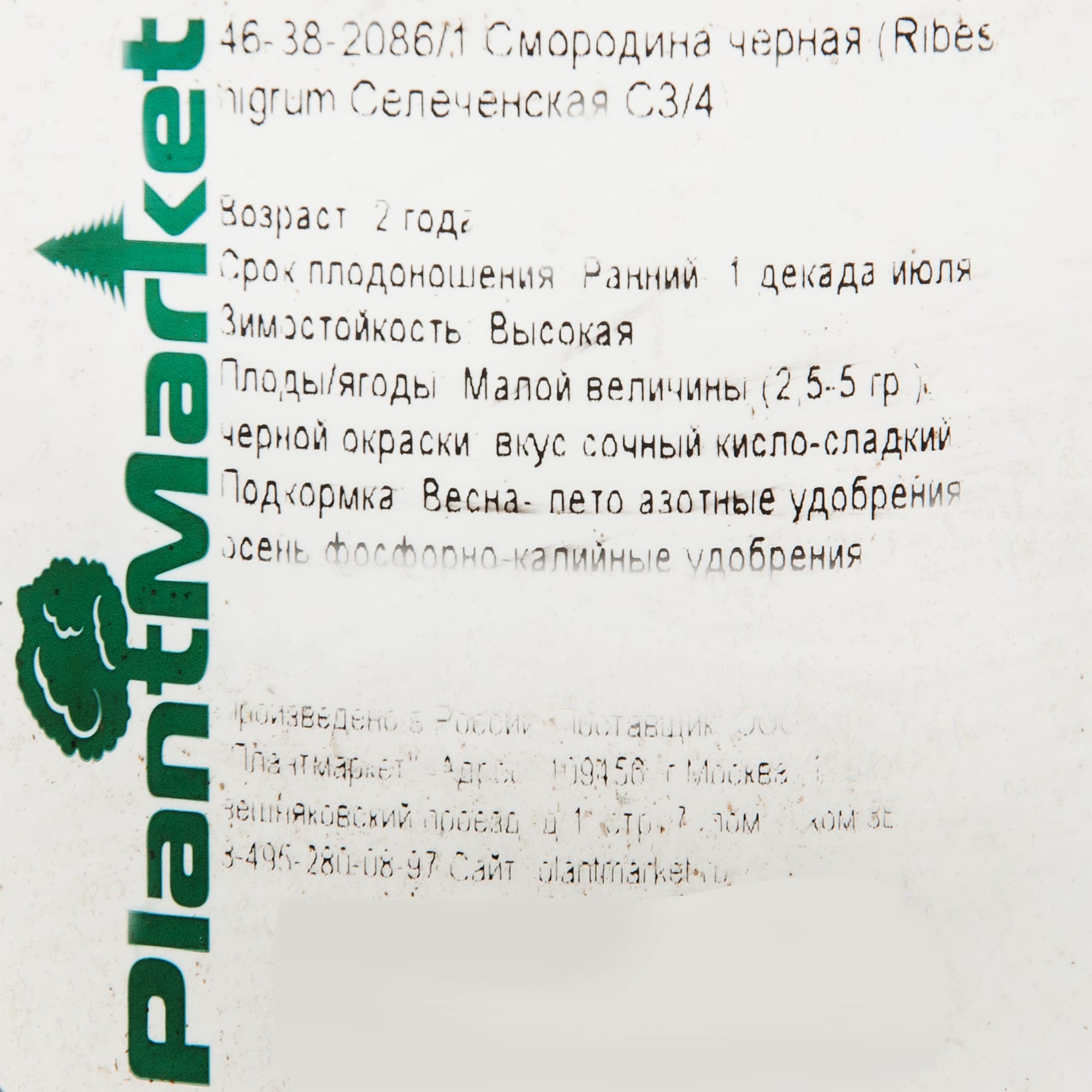 18469878 Смородина чёрная «Селеченская», С3-С4 Santreyd  - Вид №1