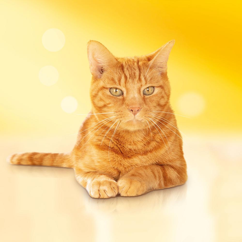 ПР0051847 Корм для кошек для стерилизованных кошек, кролик, овощи, сух. 300 г Friskies  - Вид №11