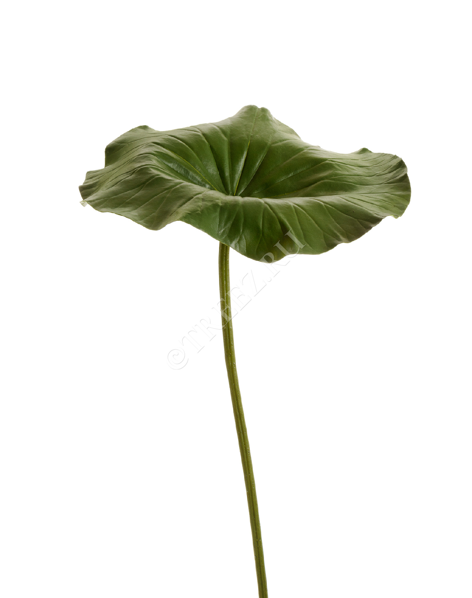 30.11170024GR Лист Лотоса большой Цветочная коллекция 