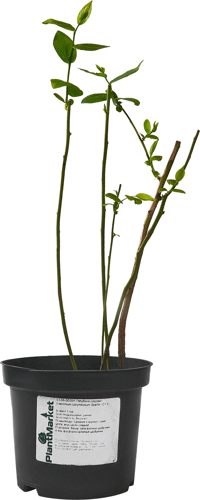 Голубика Спартан — садовая рассада для богатого урожая 84834891 PLANTMARKET STLM-0055855
