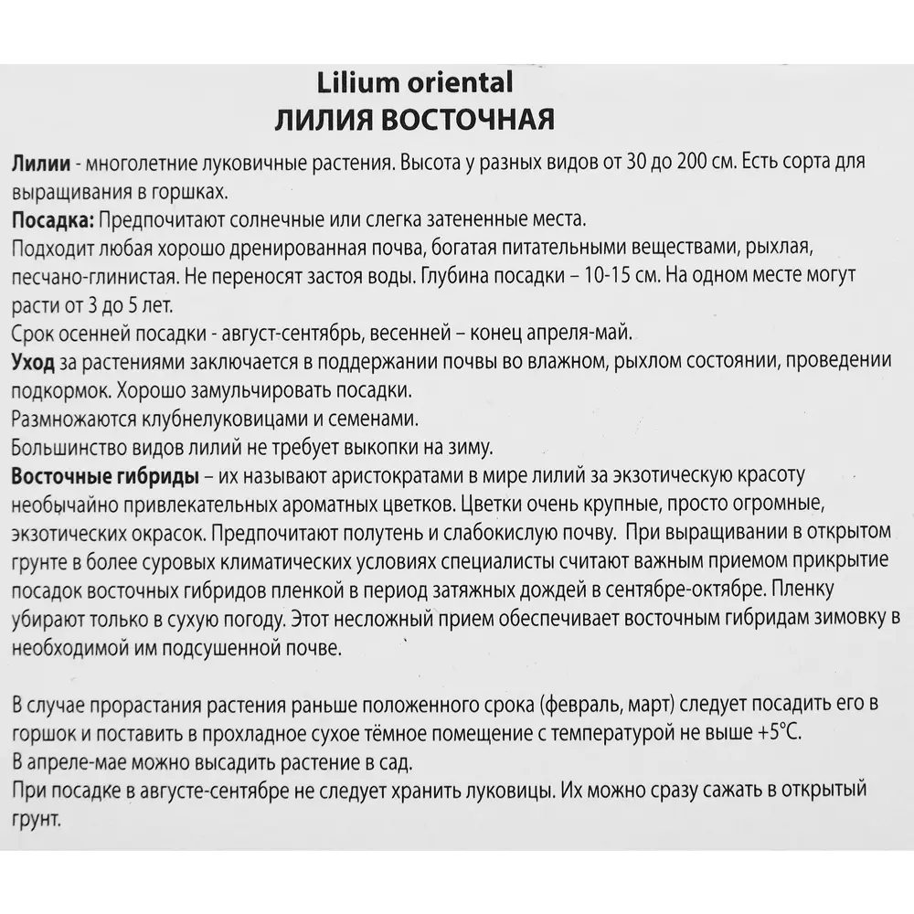 Лилия восточная Ауратум Голд Бэнд ПОИСК STLM-2018319 - Вид №2