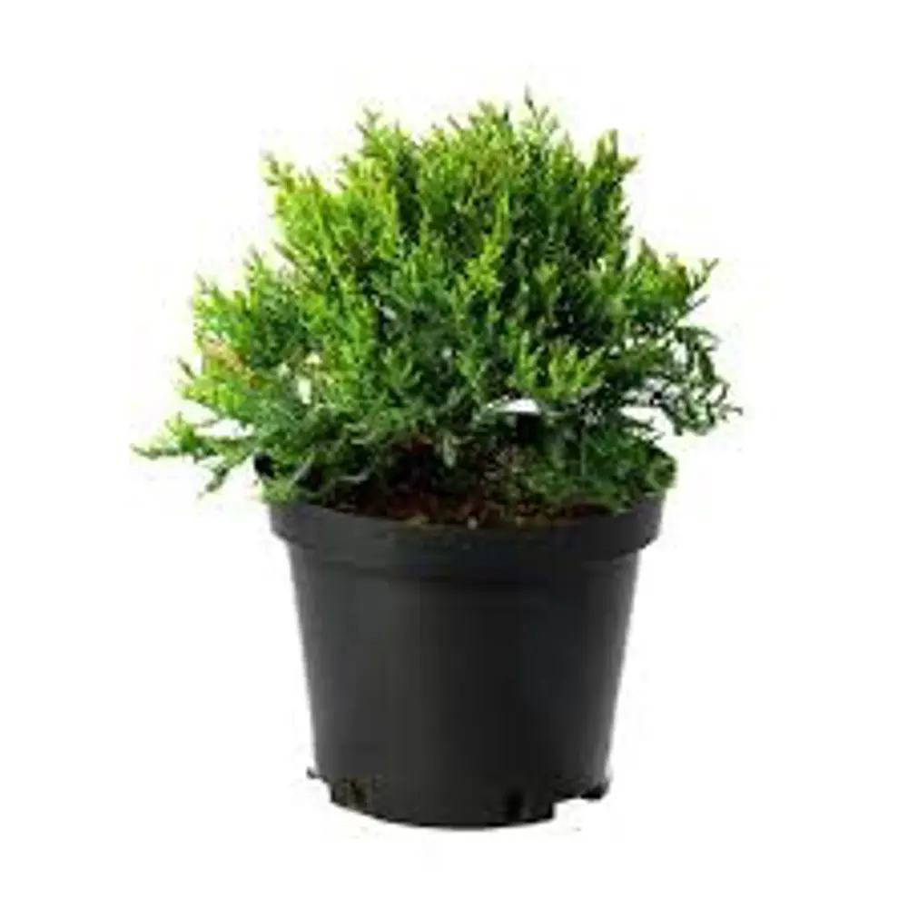 Можжевельник средний Фитцериана Глаука ø13 h40 - 50 см PLANTMARKET STLM-2154910 - Вид №1