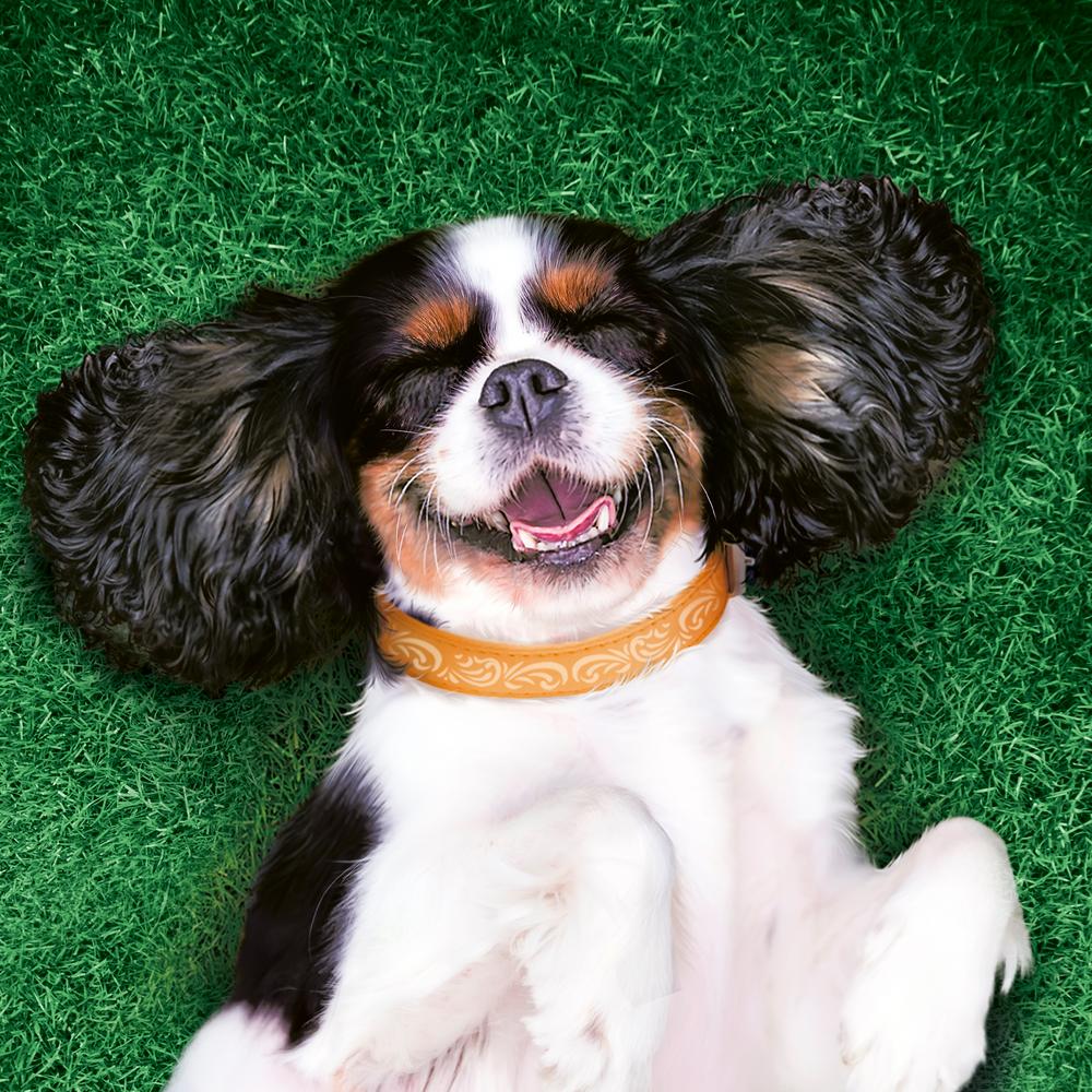 ПР0054740 Корм для собак Говядина пауч 85г Friskies  - Вид №7