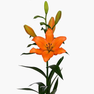 Лилия азия милбурн 90 см Santreyd 24148 - Вид №1