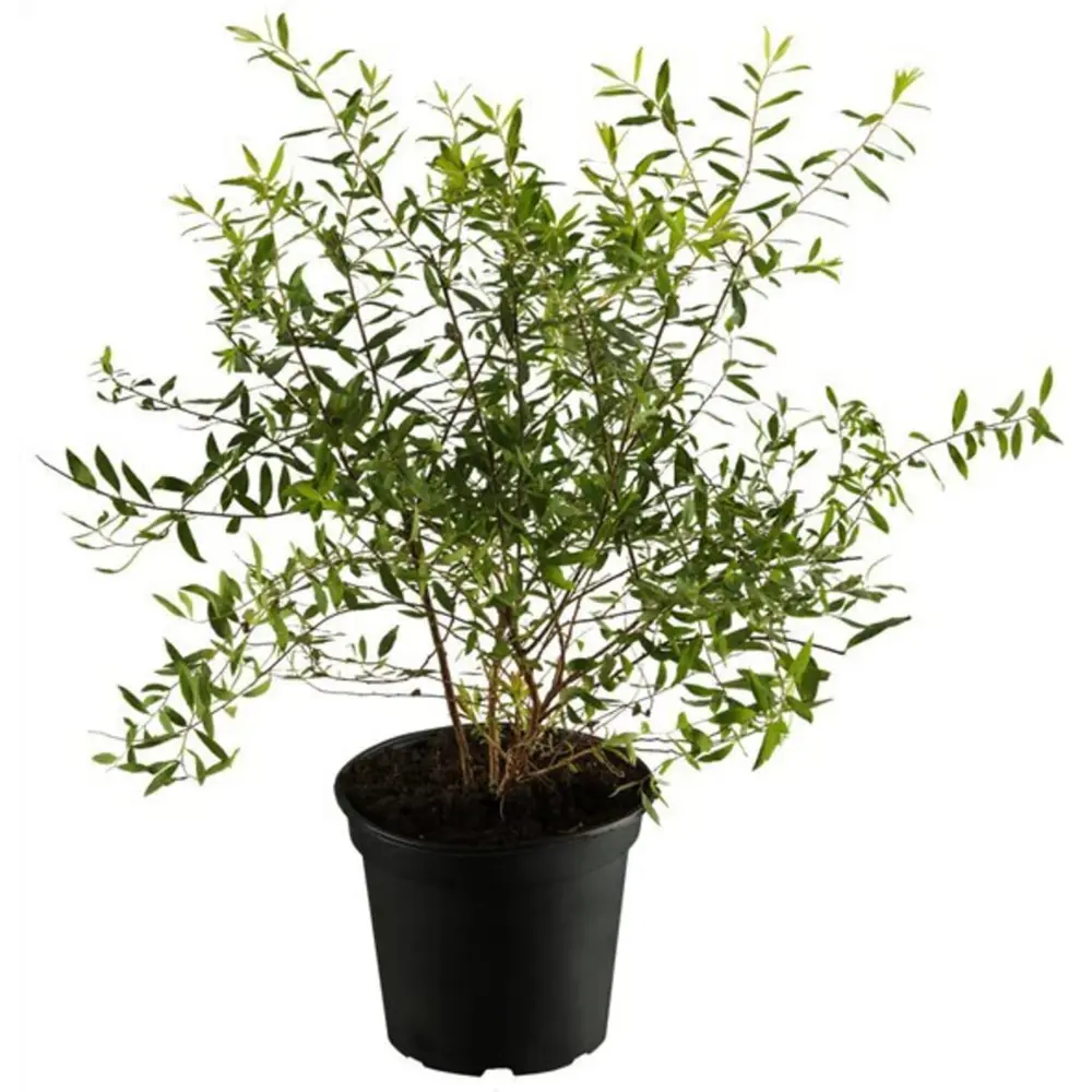 Santreyd Спирея серая Грефшейм - цветущий кустарник для живых изгородей 84815584 STLM-0055569