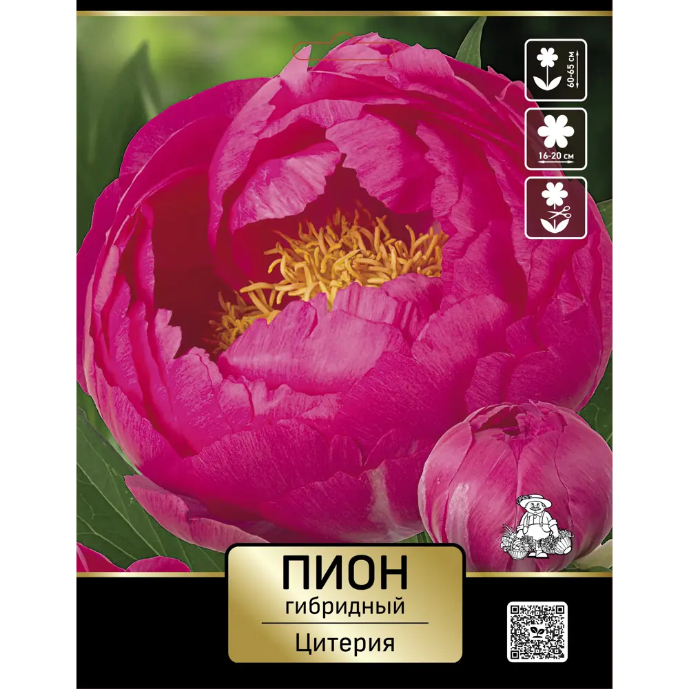 Пион гибридный Цитерия 89452311 STLM-2189703 ПОИСК 