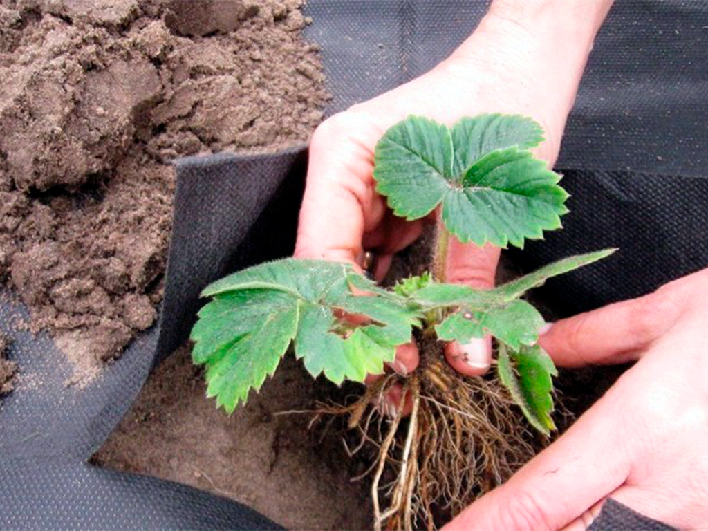 Геотекстиль 200 Строительный и садовый 1,6м x 25м ГеоПластБорд GPBST-107 - Вид №2