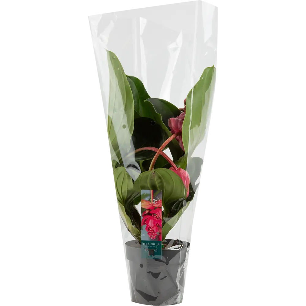 Santreyd Мединилла магнифика - тропическая роскошь для интерьера 82578942 STLM-0030496 - Вид №2