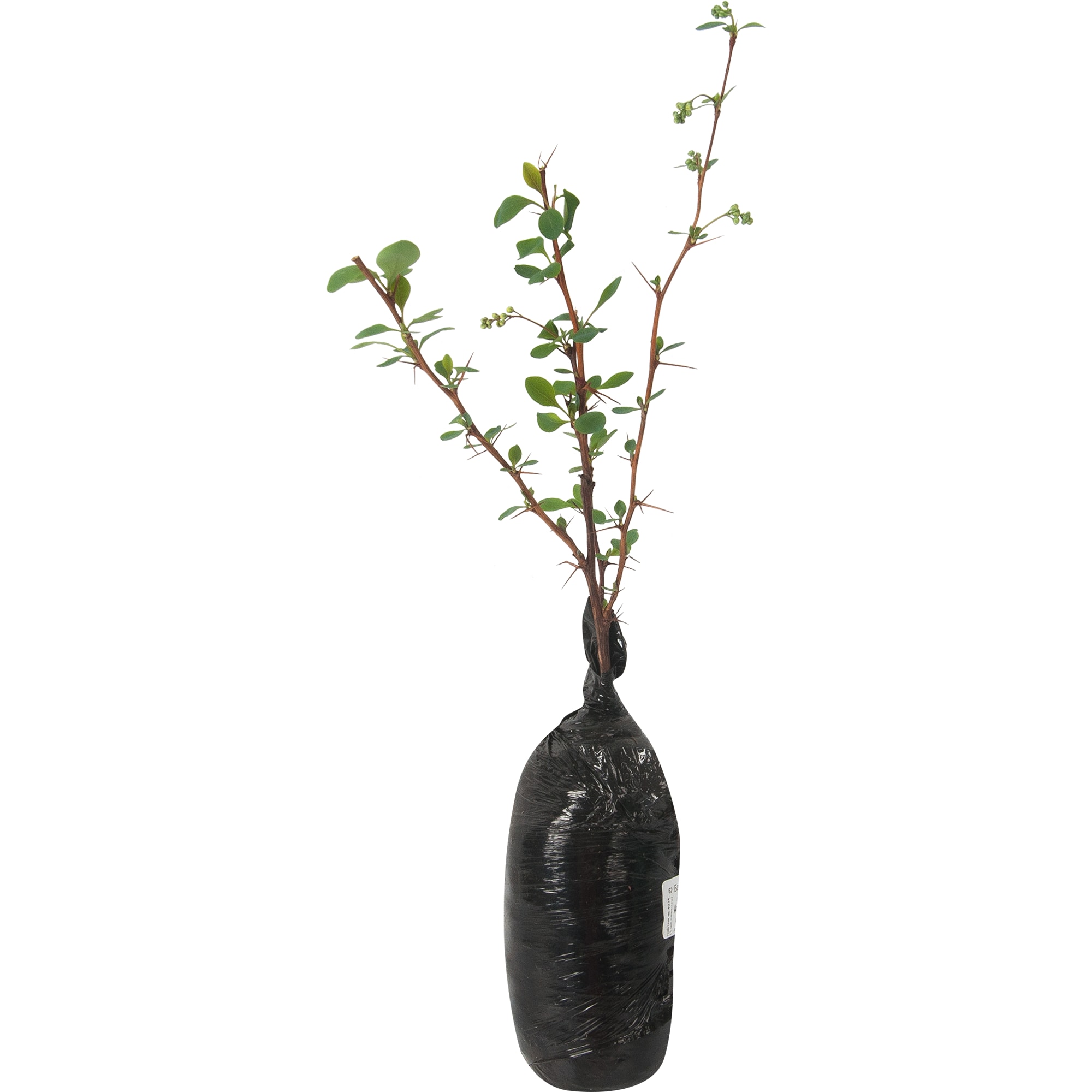 82528938 Барбарис оттавский Аурикома Santreyd  - Вид №1