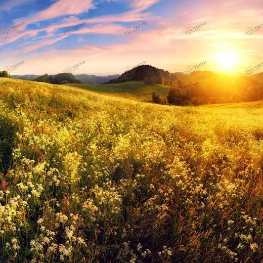 WP00331 Фотообои Verol Фотообои decoline 1х1 м