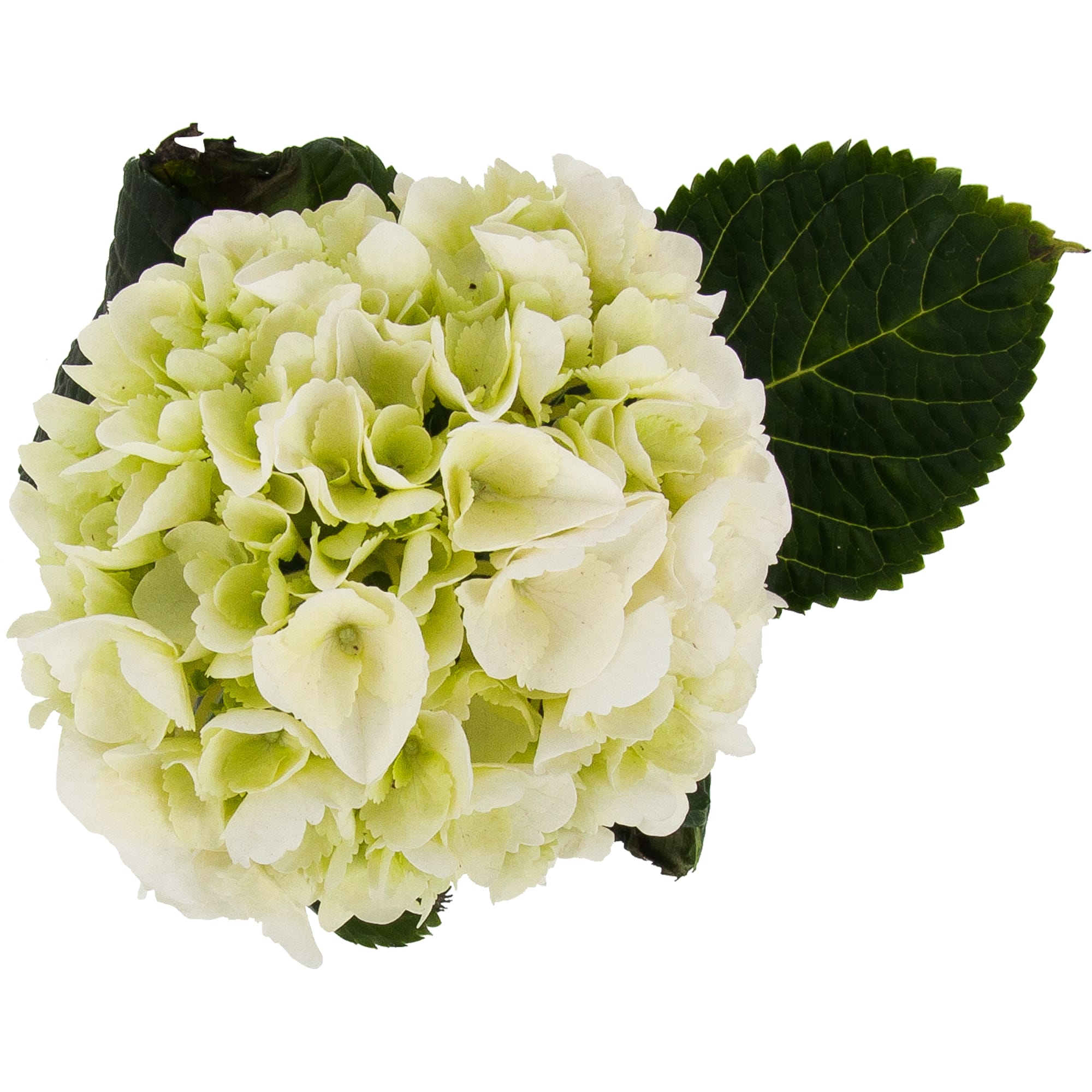 82548637 Гидрангея микс 9х15 см Santreyd  - Вид №1